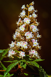 栗子花花期植物群花序板栗植物花朵图片
