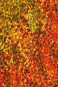 秋天的颜色背景棕色的高清图片素材