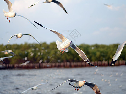 海洋海鸥在行动 泰国邦波图片