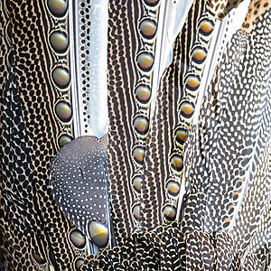 大角羽毛棕色黑色白色野鸡尾巴动物热带荒野野生动物图片