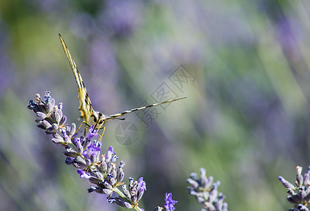 蝴蝶动物条纹植物活力天线黄色翅膀薰衣草昆虫野花图片