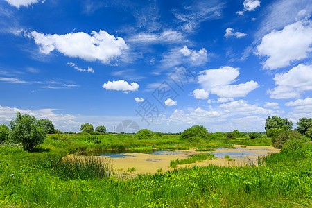夏季风景太阳春景草原季节野花蓝色场景场地美化晴天图片