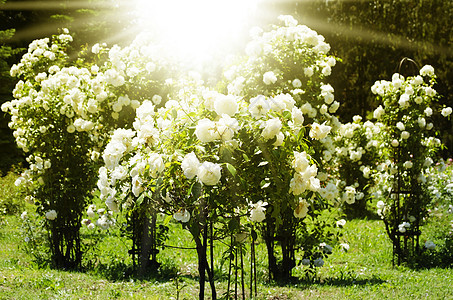 玫瑰花园玫瑰园林叶子绿化植物群花园园艺图片