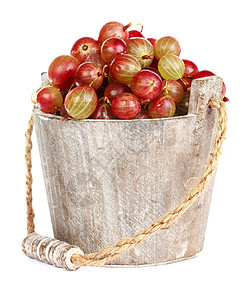 白色背景的木桶中拔出鹅莓水果金属养分美食甜点食物浆果桌子义者团体图片