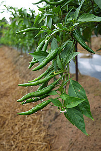 绿胡椒生产绿色小辣椒农场青椒香料栽培市场收成胡椒图片
