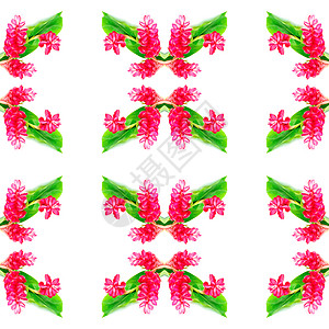 红金绿花活力植物花园白色良姜热带鸵鸟异国粉色情调背景图片