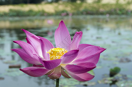 莲花和池塘背景图片