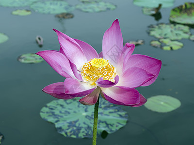 池塘的莲花背景图片
