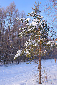 冬季森林的景观曲目树木暴风雪太阳阳光车道旅行季节性黑色公园背景图片