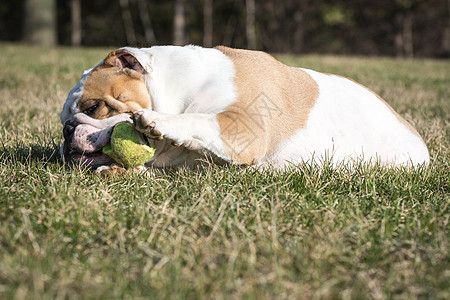 玩球的狗狗犬类小狗草地家畜公园宠物咀嚼乐趣玩具网球图片