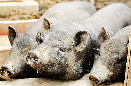 青年猪微笑鼻子猪肉哺乳动物农场黑色生态动物图片