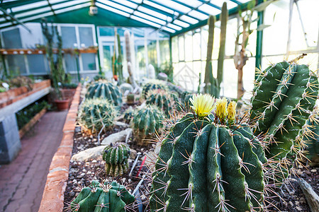Cactus 温室园艺热带情调农场植物学生长培育灌溉种植园植物图片