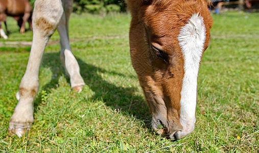 青青叶放牧绿草婴儿草地农业农场小马驹动物家畜哺乳动物动物群小马图片