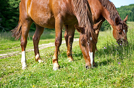 棕色马匹 放牧绿草绿色场地国家哺乳动物草地尾巴农场农村头发乡村图片