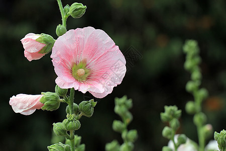 胡合极花花花束花盆场地蜀葵草本植物叶子热带绿色生活图片