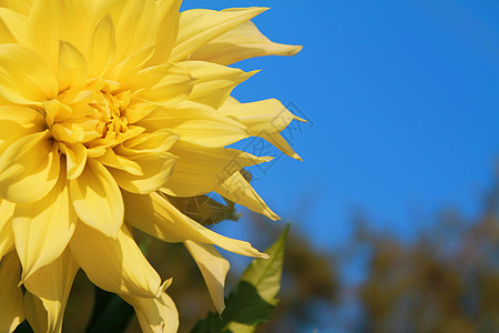 黄黄色花朵蓝色大丽花背景背景图片