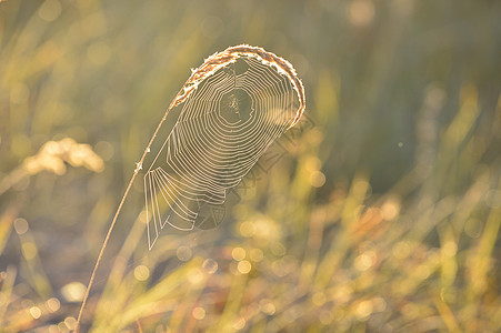蜘蛛网背景反射背光蜘蛛太阳荒野草地框架网络阳光陷阱图片
