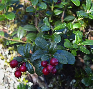 红牛油莓快关门了宏观牛痘木头季节食物荒野森林浆果水果植物图片