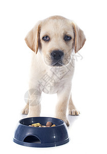 小狗拉布拉多检索器棕色工作室食物动物宠物犬类棕褐色食品猎犬猎狗背景图片