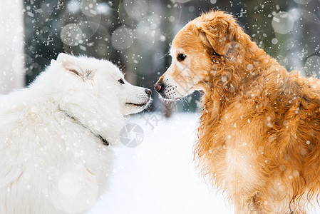 红色和白色哈士奇猎犬小狗荒野毛皮宠物犬类朋友动物图片