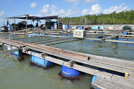 Kelong 离岸平台 主要用木鱼建造木头旅行海岸环境渔夫钓鱼晴天图片