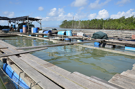 Kelong 离岸平台 主要用木鱼建造环境晴天木头旅行钓鱼海岸渔夫图片
