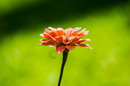 粉红花花墙纸叶子晴天植物花园植物群绿色场地蝴蝶树叶图片