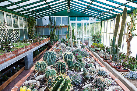 Cactus 温室灌溉园艺热带植物花朵农业植物学农场生长培育图片