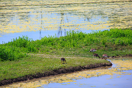 灰鹅湿地沼泽小马植被自然保护区河口废墟图片
