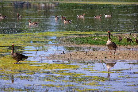 灰鹅自然保护区沼泽湿地河口废墟植被小马图片