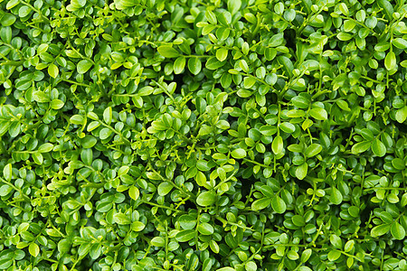 绿叶植物背景叶子花园墙纸环境植物群草地草本植物藤蔓纹理树篱图片