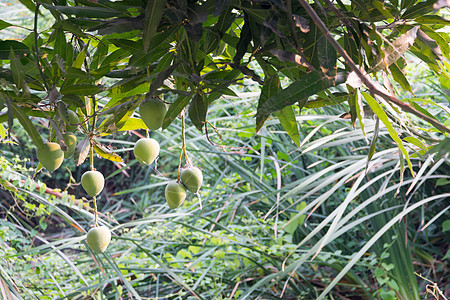 芒果树上的芒果植物花园农业食物营养异国种植园季节农场生产图片