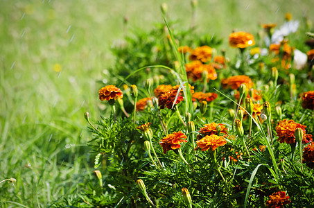 春或夏花花花园草地太阳植物绿色图片