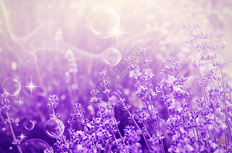 脱衣混合疗法农村草本紫色芳香场地植物香味乡村花园图片