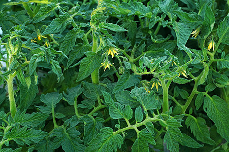 在花园里生长的花红番茄绿色土壤蔬菜场地季节植物叶子园艺农业乡村图片