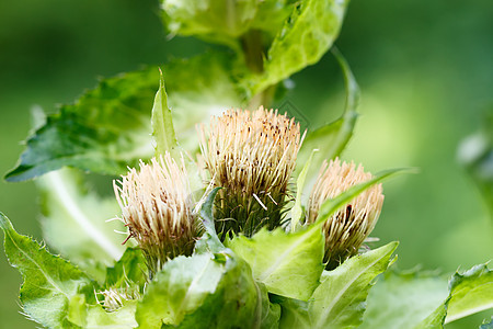 开花后的绿叶子草本植物植物植物群植被草地野花多刺荒野荆棘图片