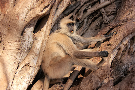 格雷兰古尔坐在一棵大树上 Ra灰色荒野野生动物历史榕树旅行国家叶猴灵长类动物图片