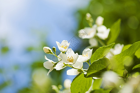 茉莉花生长花束环境植物蓝色茉莉植物学花瓣天空柔软度背景