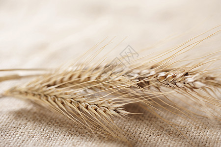 小麦粮食尖刺边界收成帆布生产农民稻草谷物耳朵图片