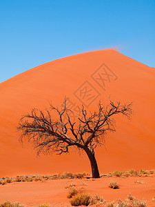 纳米德沙漠第45号迪内45号丘陵前的阿卡西亚树公园荒野日落干旱阴影沙丘纳米布天空蓝色寂寞图片