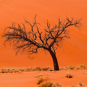 纳米德沙漠第45号迪内45号丘陵前的阿卡西亚树荒野沙丘寂寞纳米布公园太阳风景干旱阴影爬坡图片