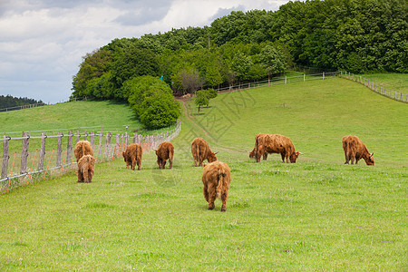 春天草原上的阿伯丁的牧群图片