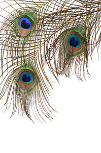 白背景孤立孔雀的羽毛装饰尾巴风格金子热带宏观眼睛异国情调艺术图片