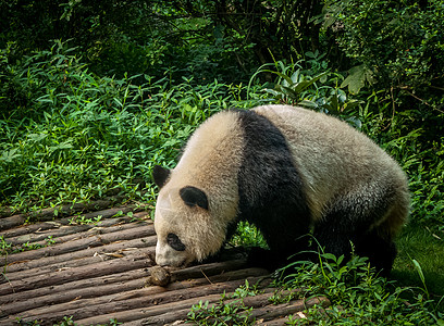 潘达成都树木野生动物森林食物婴儿孩子哺乳动物熊猫幼兽木头图片