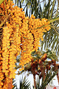 海枣沙漠食物种子农场水果生长热带农业饮食气候图片