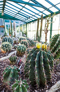 Cactus 温室栽培热带培育绿色植物学生产情调生长种植园植物图片
