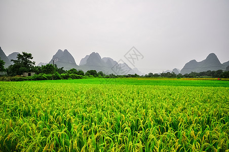 扬肖的喀斯特山地景色旅行编队风景岩溶村庄面纱旅游森林地形山脉图片