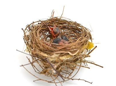 鸟巢中的幼鸟婴儿巢穴脆弱性仔畜动物新生活图片