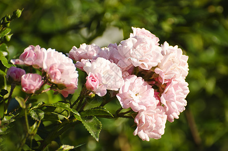 玫瑰花花植物群玫瑰花园园艺图片