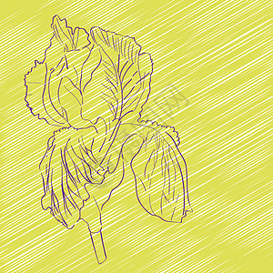 虹花草图婚礼邀请函艺术墙纸黄色紫色植物涂鸦绿色图片
